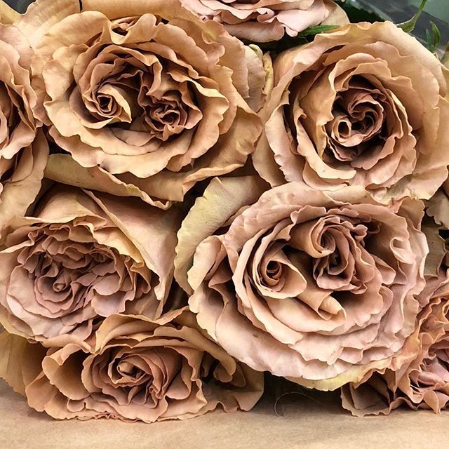 Roses Toffee (10 tiges) - Atelier Rose Pivoine