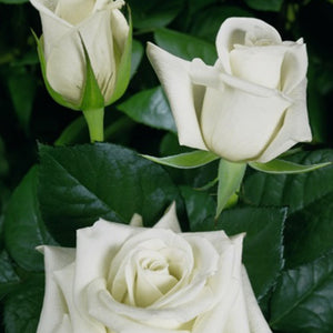 Rose blanche Akito
