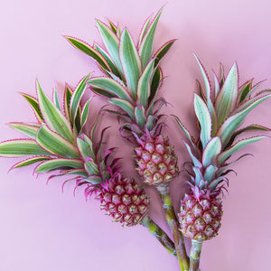 Ananas (5 tiges)