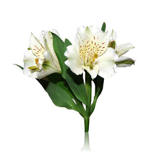 Alstroemeria blanc (10 tiges)