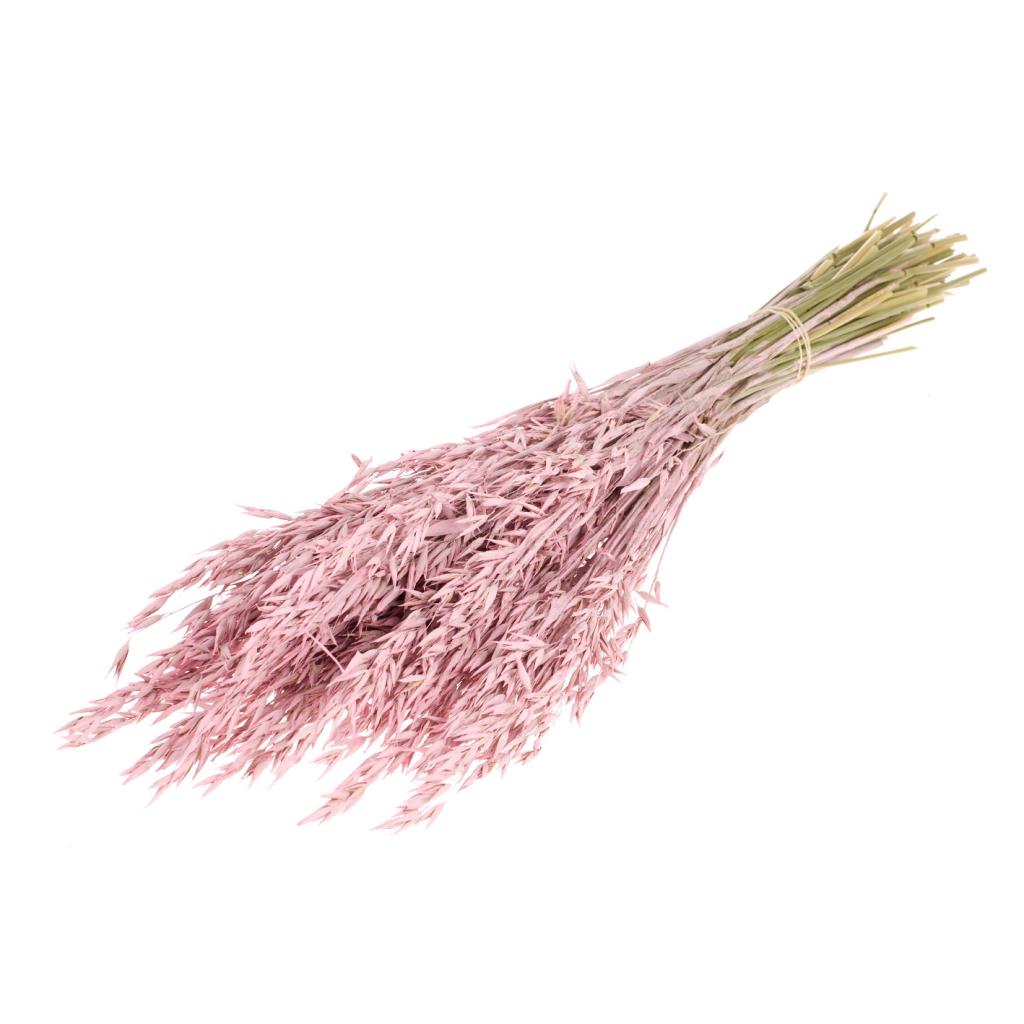 Avoine séché rose