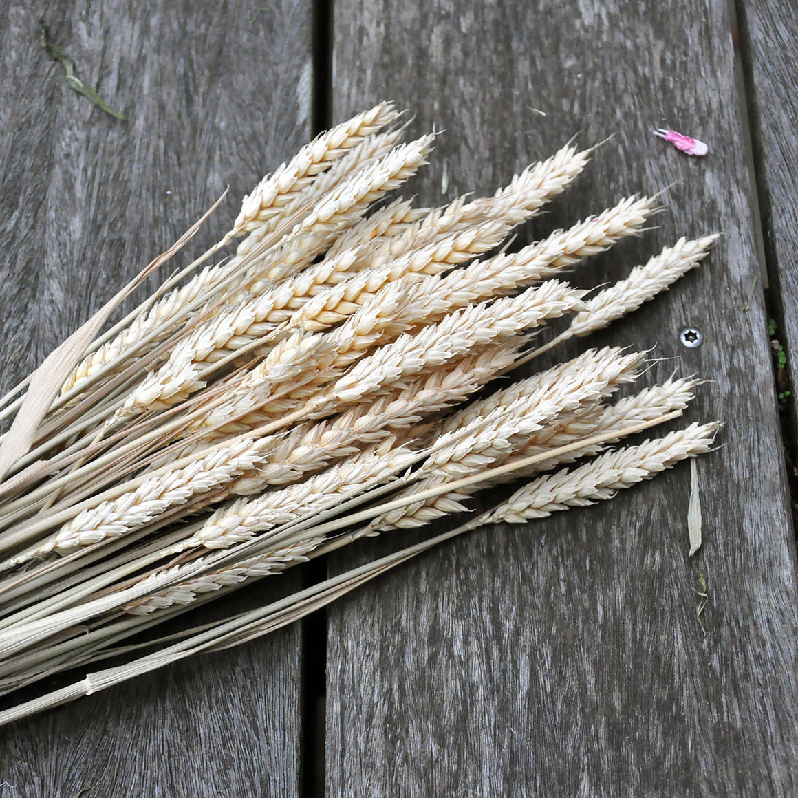 Blé naturel sec (200g)