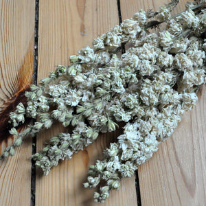 Delphinium séché blanc