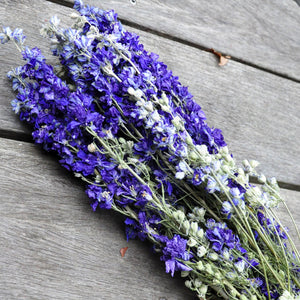 Delphinium bleu - fleurs séchées