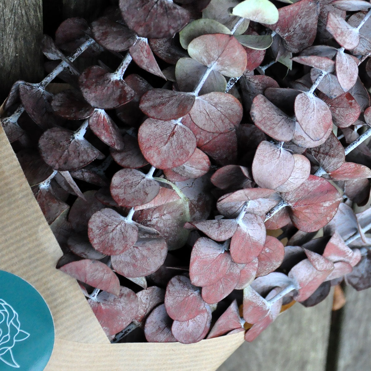 Eucalyptus baby blue teinté séché - fleurs séchées