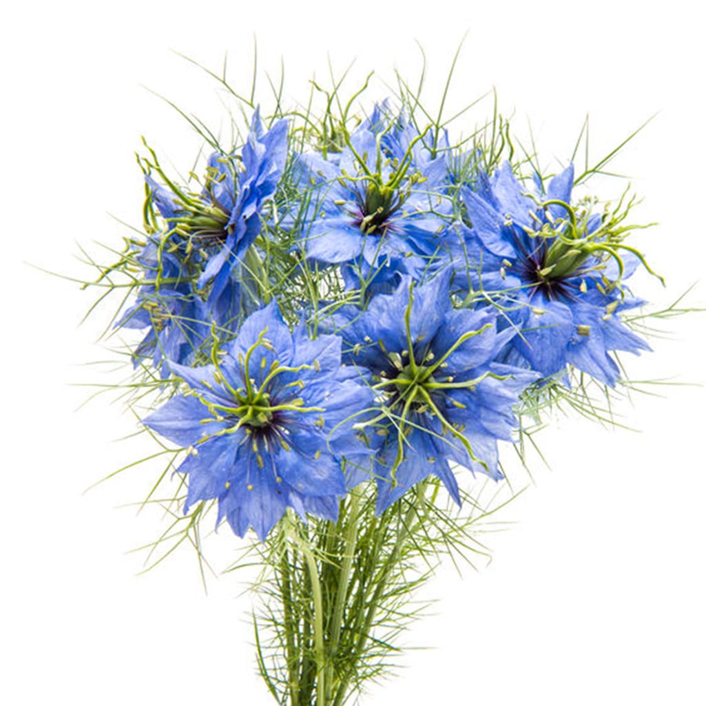 Nigelle bleue (20 tiges)