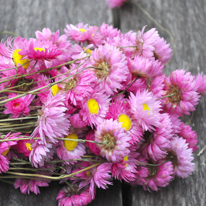 Rhodanthe séchée rose - Fleurs séchées